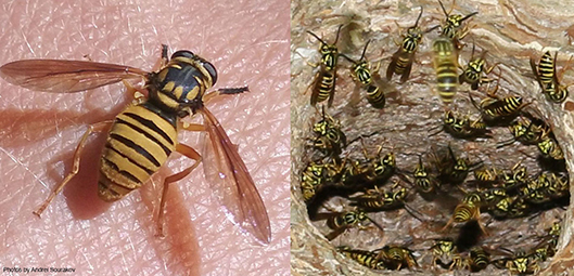 Syrphid flies are well known for their bright coloration, often in patterns that mimic stinging wasps and bees.